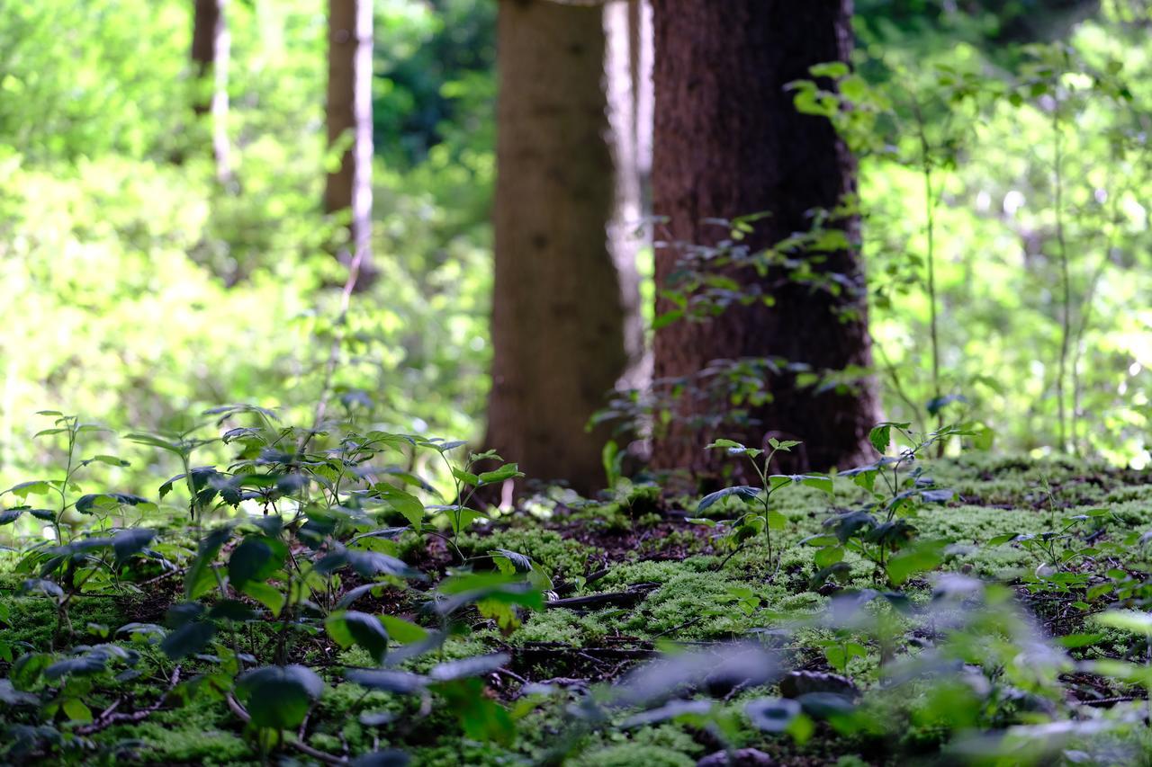 Frida Am Wald Ξενοδοχείο Rasùn di Sotto Εξωτερικό φωτογραφία
